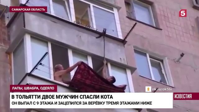 В Тольятти двое мужчин спасли кота от падения с многоэтажки .