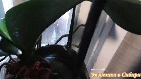 Здоровые Корни ОРХИДЕИ и Цветы в 2 ШАГА. #орхидеяуход#pt