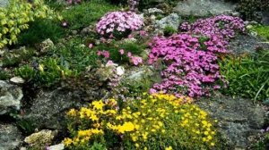 Альпинарий, красивые идеи