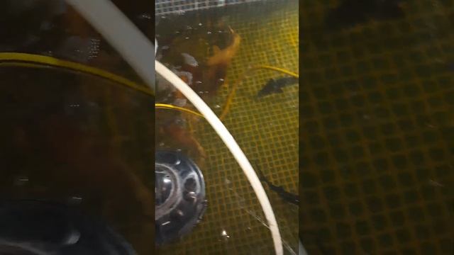 #Узв запущено #белуга #осетр #калуга #стерлядь #карпыкои смотреть онлайн