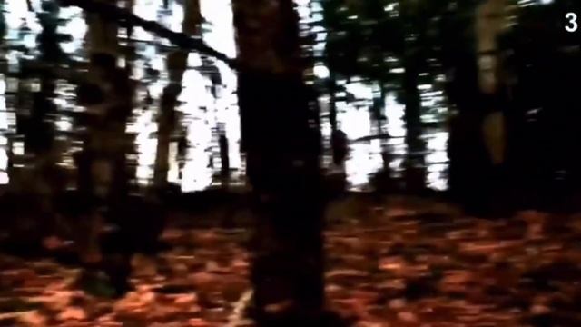 Топ 5 сиреноголовых заснятых на камеру смотреть онлайн