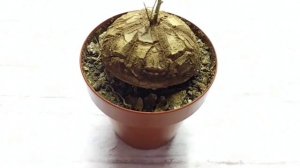 СЛОНОВЬЯ НОГА ДИОСКОРЕЯ Dioscorea elephantipes)