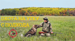 Охота на утку с подхода