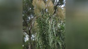 АРУНДО  (ARUNDO)  сем. Злаки