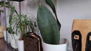 Houseplant Styling and Indoor Plant Collection Tour | Clutter Free Small Space