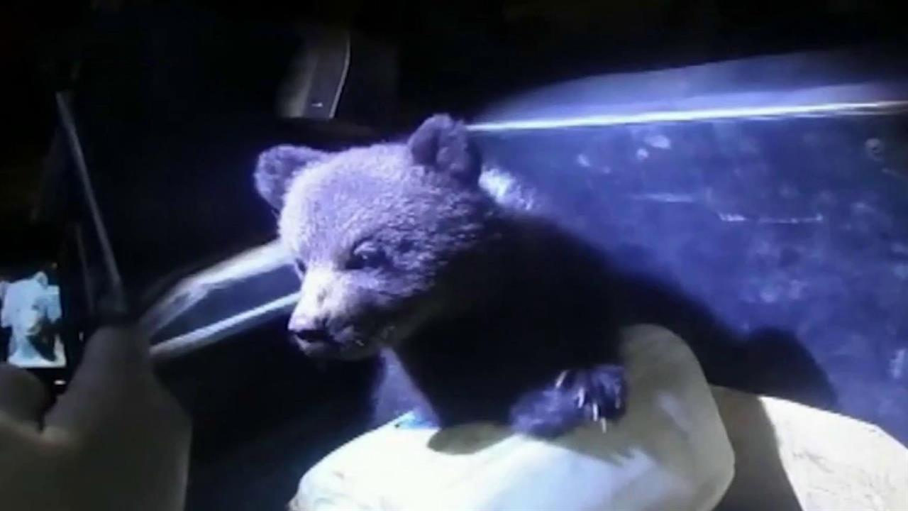 В отделе полиции в Республике Коми ненадолго поселились медвежата