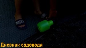 САМЫЙ ЭФФЕКТИВНЫЙ И БЫСТРЫЙ СПОСОБ БОРОТЬСЯ С МУРАВЬЯМИ! Борьба с помощью нашатырного спирта