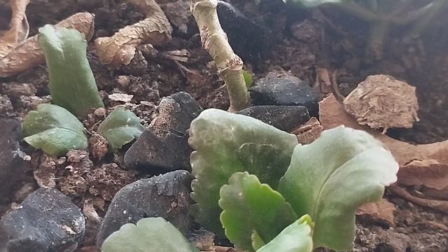 Гүлдерді қыста ауырып қалудан сақтаймыз.#гулдер #өсімдік смотреть онлайн