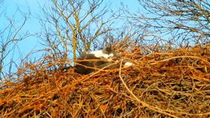 Санаторий Изумрудный Евпатория