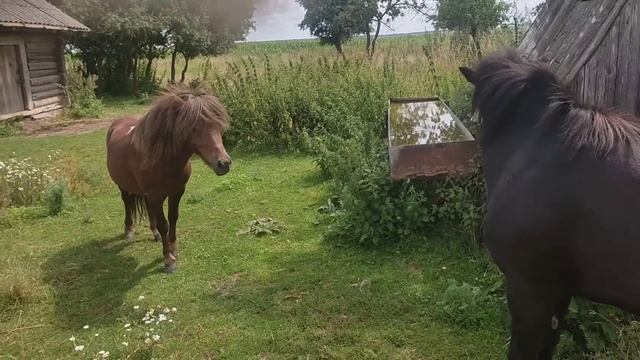 Шотландские пони знакомятся смотреть онлайн