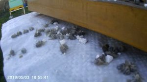 Аскосфероз обработка известью