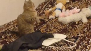 Кошку мучают