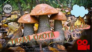 За грибами в дождь !Тихая охота 2020 ! грибы!