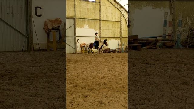Тренировка Алена и Лунтик. Две жерди кавалетти 2ч