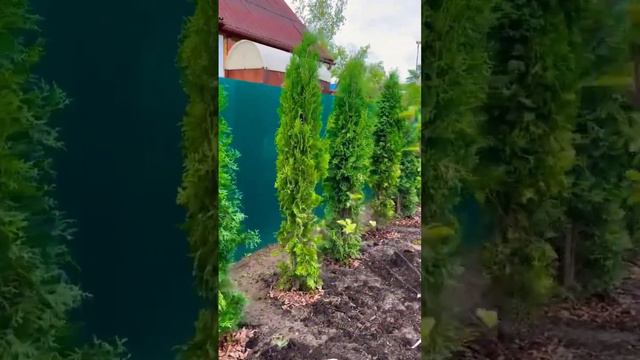 🌲3 НЕстандартных совета при посадке ХВОЙНЫХ