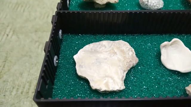 Сундук с окаменелостями смотреть онлайн