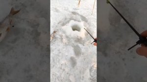 Ловля крупного окуня//Зимняя рыбалка//Зимова рибалка//Окунь