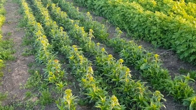 мои цветы сегодня высадили гелихризум смотреть онлайн