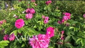 Самые красивые и надёжные кустарники для сада
