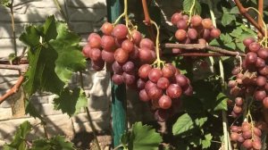 Виноград «Розмус»: описание сорта. Сезон 2019