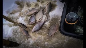 Ноябрьский клёв 2021 года