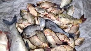 Рыбалка на Кубани  в Бриньковской результат