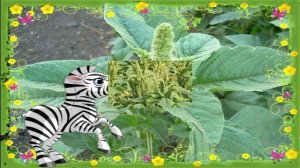 ??Амарант - польза или вред?