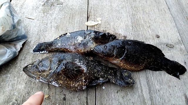 Рыба. Ротан. Как выглядит. смотреть онлайн