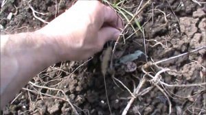 Разные виды ив весной