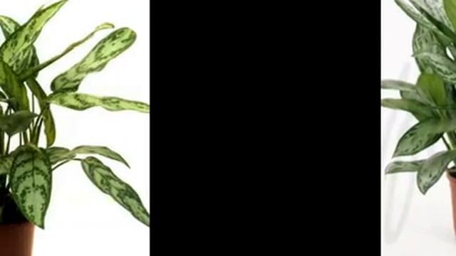 Цветы и растения-Аглаонема переменчивая смотреть онлайн