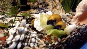 Чем кормить ампулярий? Например, листиком салата