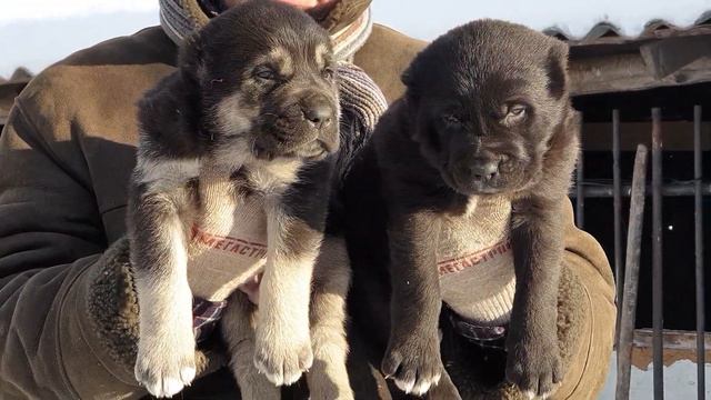 #алабай #среднеазиатскаяовчарка #сао #питомникалабаев продажа щенков +79278137957 ватсап вайбер смотреть онлайн