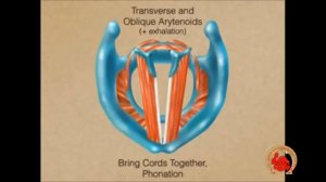 Строение голосового аппарата