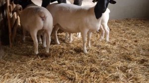 Ярочки Дорпер уехали в Дагестан к Ахмеду. #георгиевскийдорпер #дорпер #dorper #dorper_GDR #каядорпе