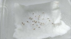 Прострел (сон-трава): выращивание из семян, посадка, уход. Посадите этот цветок в саду!