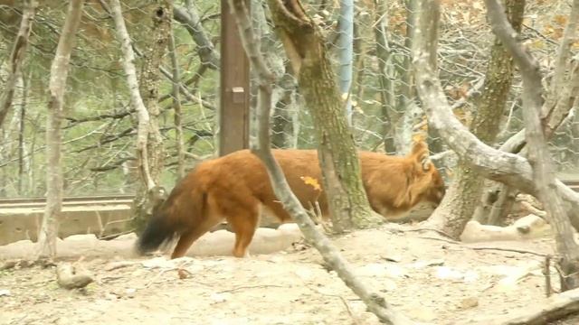 ГЕЛЕНДЖИК 2023. КРАСНЫЙ ВОЛК. ЖИВОТНЫЕ САФАРИ-ПАРКА смотреть онлайн