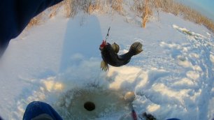 Зимняя рыбалка на Ротана /  Рыба хищник пойман