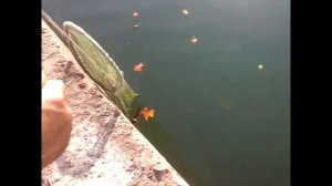 Рыбалка на реке Сочи: кефаль