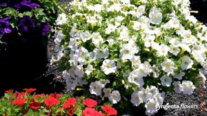 Meet our Petunia series FotoFinish & Flash Forward