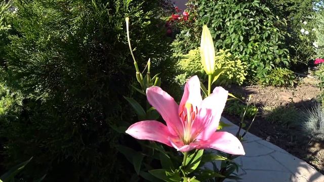 Чудеса хвойных композиций. Дачные сезоны. Июнь 2020 смотреть онлайн