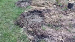 Бюджетная посадка голубики////посадка голубики////голубика////