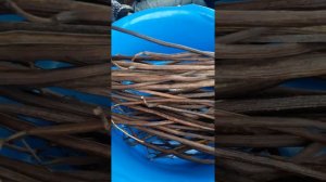 134. Семена катальпы собираем сами.