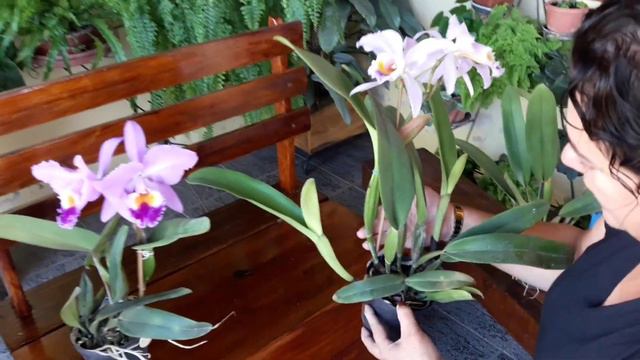 Dicas de cultivo da Cattleya Labiata смотреть онлайн