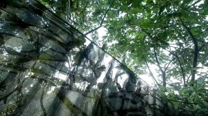 Охота на вяхиря. Второй выезд.