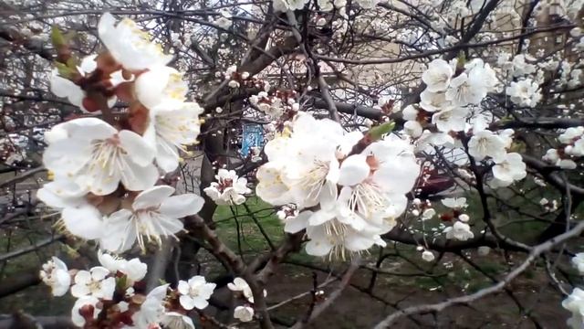 Весенняя красота.Цветущие деревья.Начвло апреля.