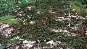 Ужасы на графских развалинах.