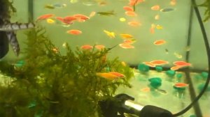 Рыбки данио глофиш. Разнообразие окрасов.