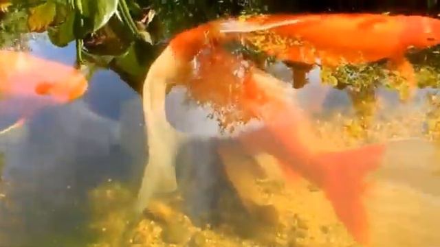 Уличный водоём с рыбками смотреть онлайн