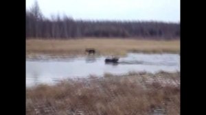 Охота на Лося с Лайками видео Рыбалка и Охота 2016
