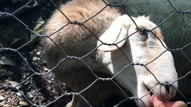 Сафари-Парк Геленджик. смотреть онлайн